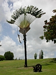 arbre_du_voyageur