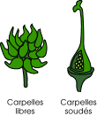 Le gynécée ou pistil